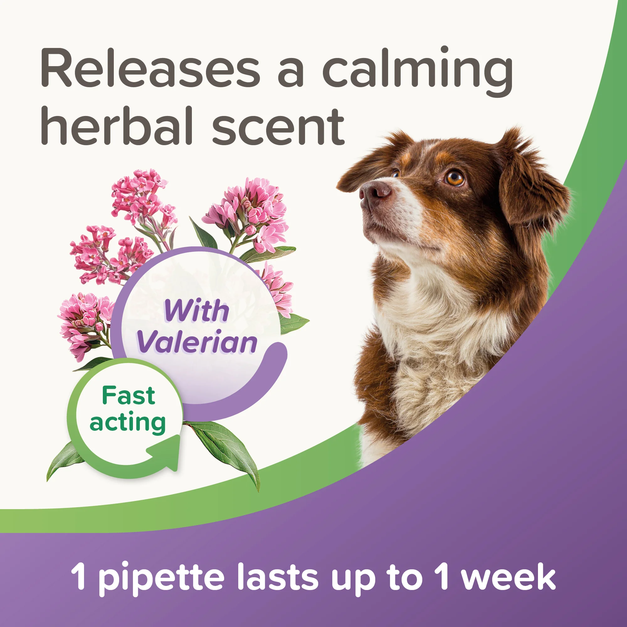 Beaphar Calming Spot-On for Dogs 3 Pipettes - Image 5