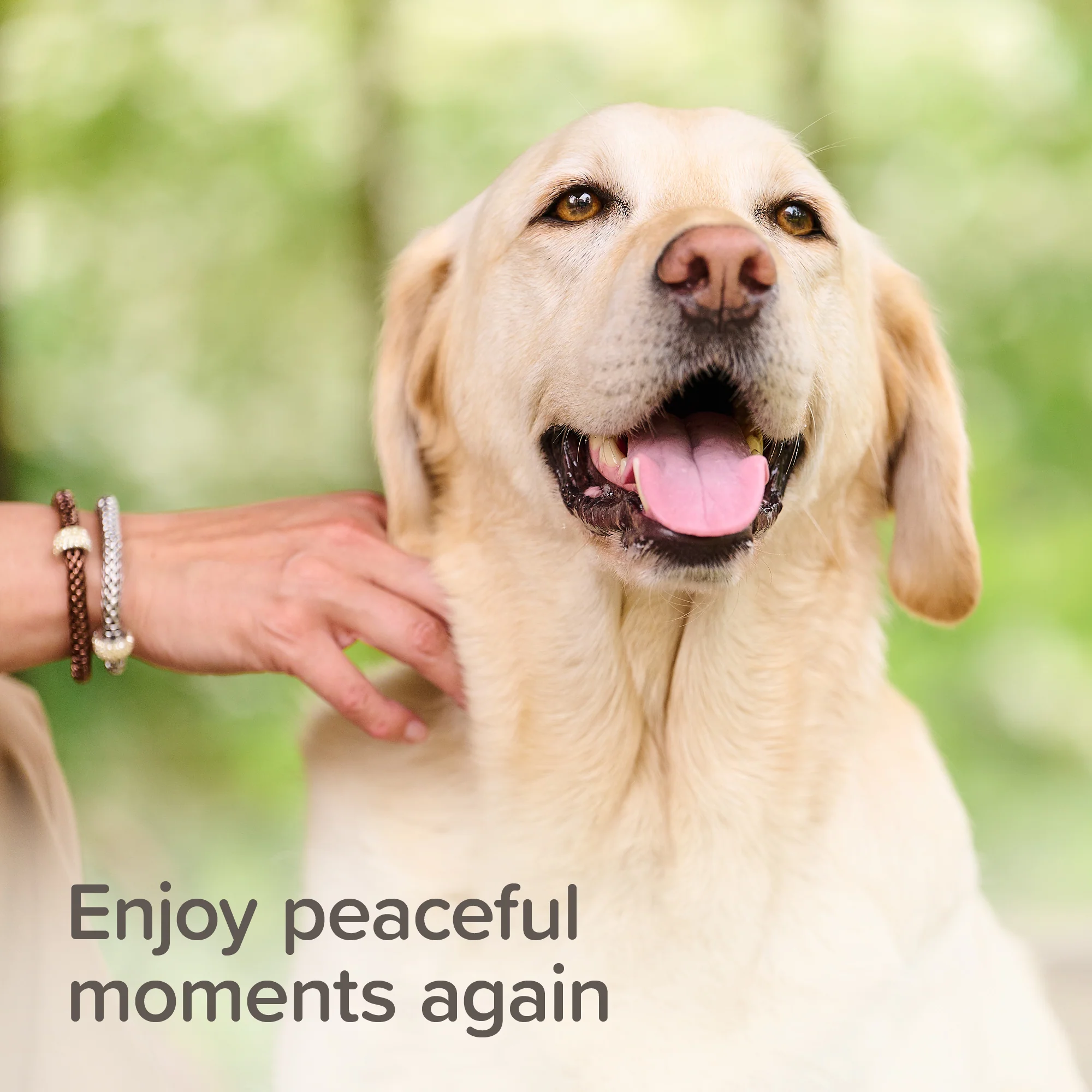 Beaphar Calming Spot-On for Dogs 3 Pipettes - Image 9